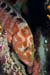 Sixspot_grouper_L2164_34_South_Male