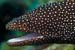 Whitemouth_moray_L2168_51_North_Male