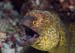 Yellowmargin_moray_L2162_44_South_Male