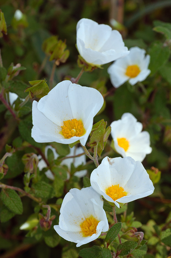 Cistus_salviifolius_LP19M_05_Mallorca