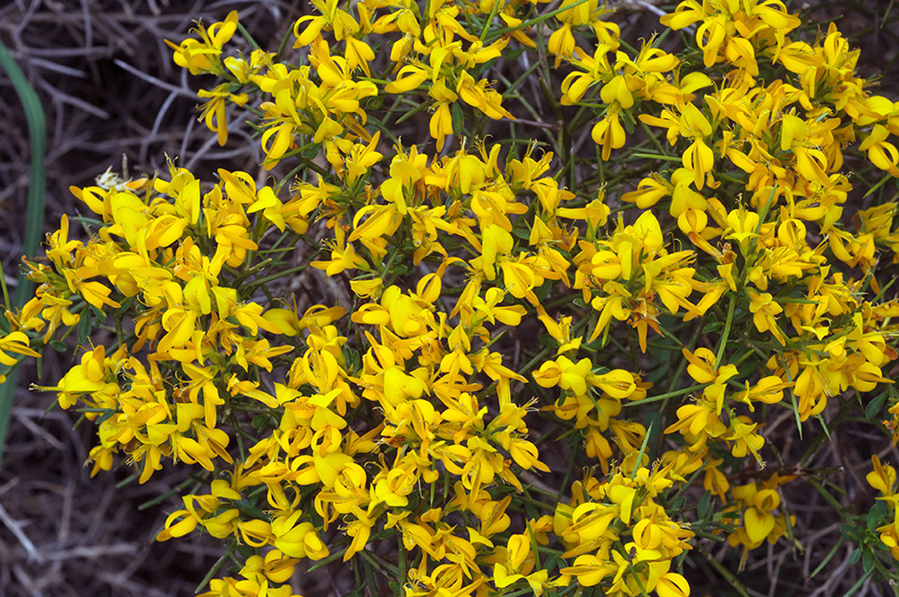 Genista_lucida_LP16M_55_Mallorca