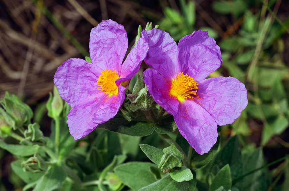 Cistus_albidus_LP16M_04_Mallorca