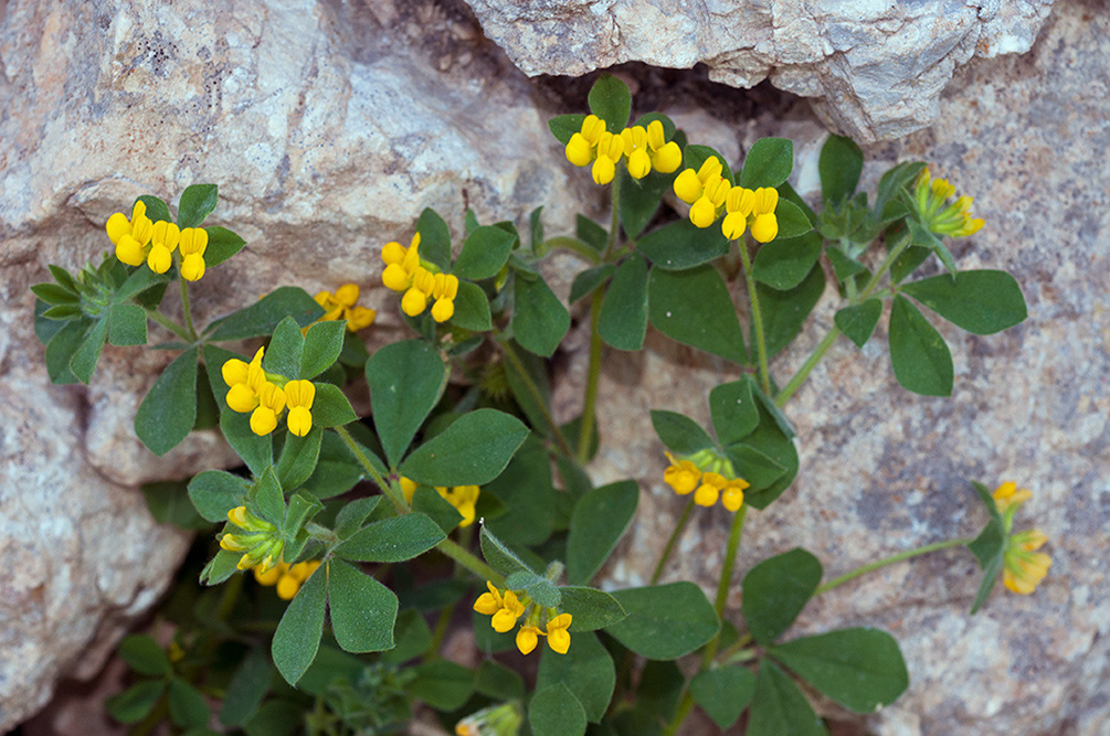 Lotus_ornithopodioides_LP17M_31_Mallorca