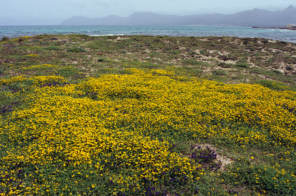 Lotus_cytisoides_LP15M_19_Mallorca