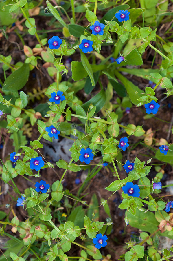 Lysimachia_LP18M_09_Mallorca