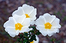 Cistus_salviifolius_LP19M_21_Mallorca