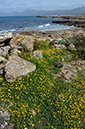 Lotus_cytisoides_LP15M_56_Mallorca