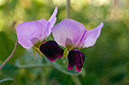 Lathyrus_oleraceus_LP20M_51_Mallorca