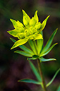 Euphorbia_LP21M_45_Mallorca