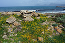 Lotus_cytisoides_LP15M_53_Mallorca