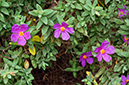 Cistus_albidus_LP16M_75_Mallorca