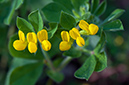 Lotus_ornithopodioides_LP17M_11_Mallorca