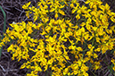 Genista_lucida_LP16M_55_Mallorca