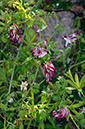 Fumaria_capreolata_LP17M_08_Mallorca