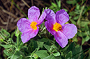 Cistus_albidus_LP16M_04_Mallorca