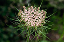 Daucus_carota_LP21M_24_Mallorca