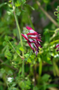 Fumaria_capreolata_LP17M_05_Mallorca