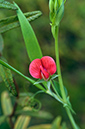 Lathyrus_cicera_LP21M_34_Mallorca