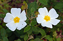 Cistus_salviifolius_LP19M_14_Mallorca