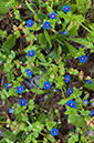 Lysimachia_LP18M_09_Mallorca