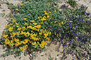 Lotus_cytisoides_LP15M_26_Mallorca