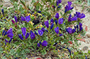 Echium_plantagineum_LP15M_14_Mallorca