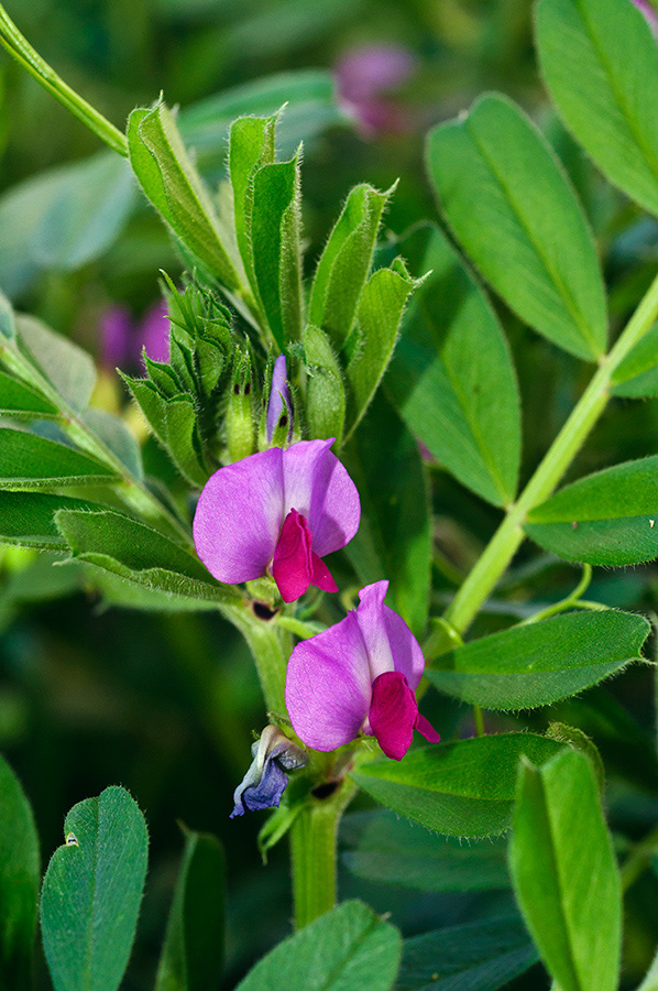 Vicia_sativa_LP17M_14_Mallorca