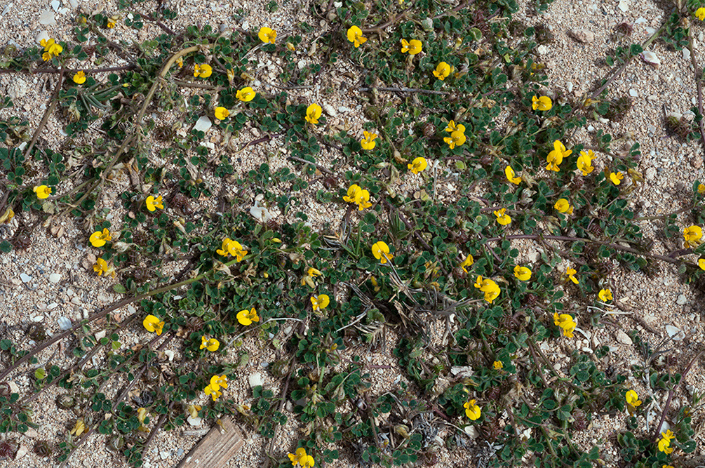 Medicago_littoralis_LP15M_28_Mallorca