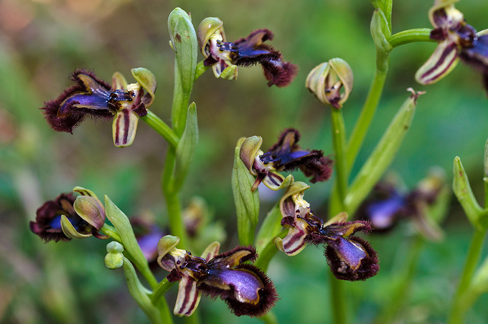 Ophrys_speculum_LP17M_36_Mallorca