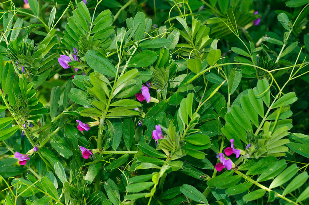 Vicia_sativa_LP17M_13_Mallorca