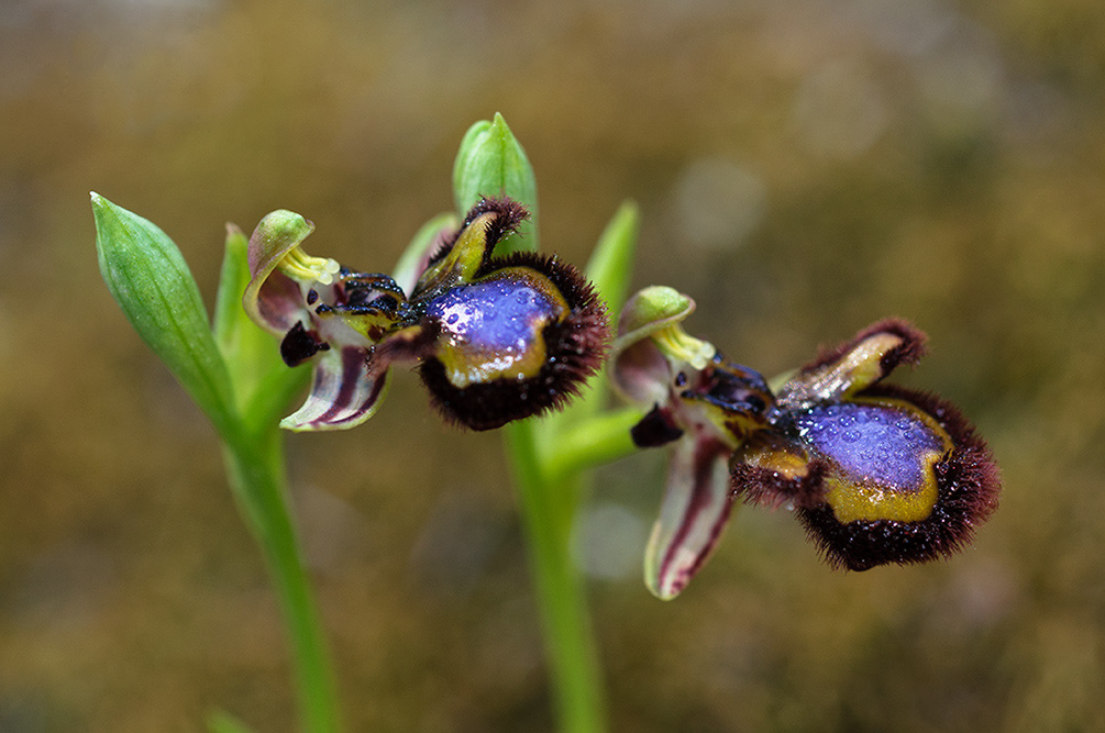 Ophrys_speculum_LP16M_25_Mallorca