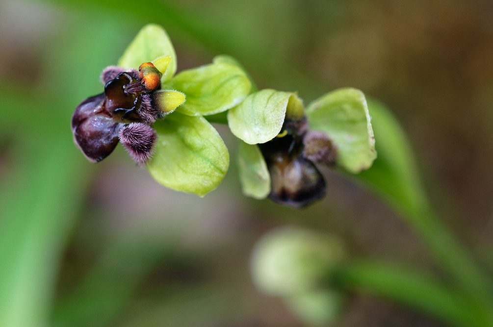 Ophrys_bombyliflora_LP21M_20_Mallorca