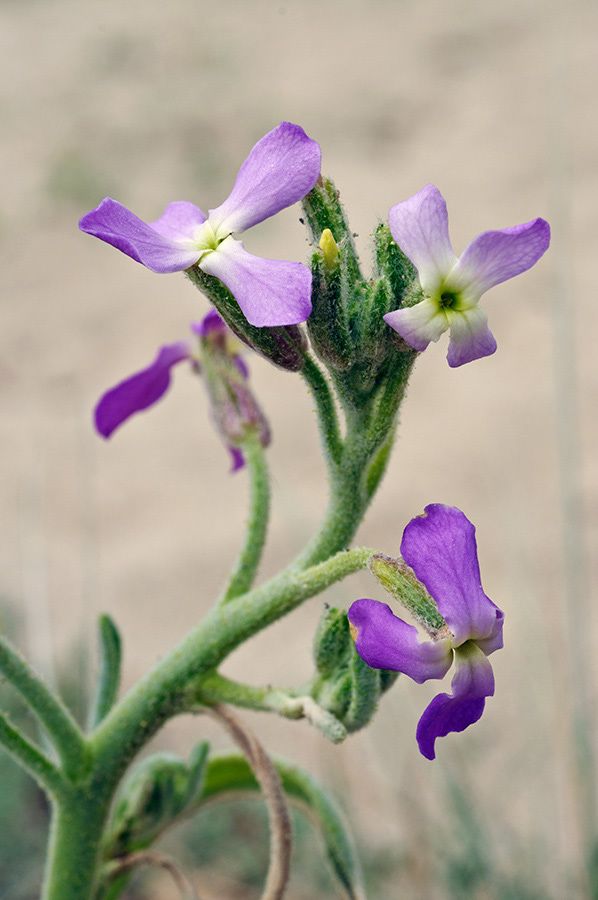 Matthiola_sinuata_LP15M_08_Mallorca