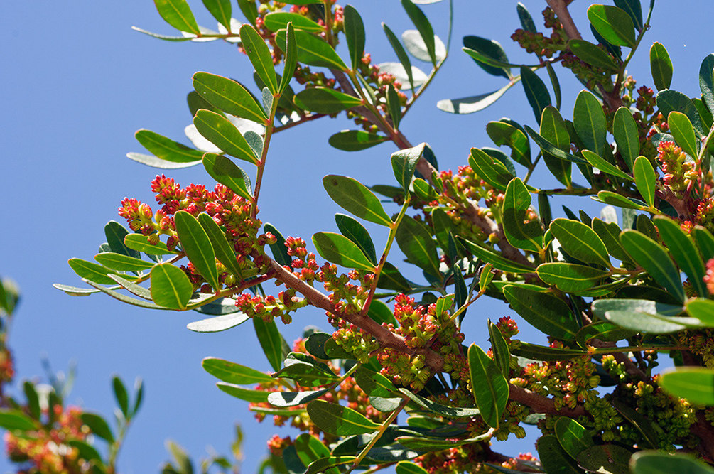 Pistacia_lentiscus_LP20M_37_Mallorca