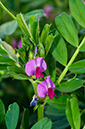 Vicia_sativa_LP17M_14_Mallorca