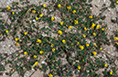 Medicago_littoralis_LP15M_28_Mallorca