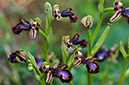 Ophrys_speculum_LP17M_36_Mallorca
