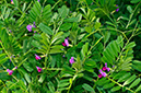 Vicia_sativa_LP17M_13_Mallorca