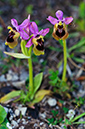 Ophrys_tenthredinifera_LP17M_49_Mallorca