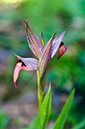 Serapias_lingua_LP18M_15_Mallorca