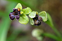 Ophrys_bombyliflora_LP21M_20_Mallorca
