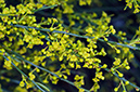 Osyris_alba_LP20M_11_Mallorca