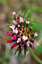Trifolium bocconei_LP21M_16_Mallorca
