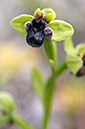 Ophrys_bombyliflora_LP16M_69_Mallorca