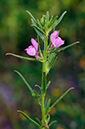 Misopates_orontium_LP20M_56_Mallorca