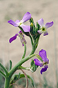 Matthiola_sinuata_LP15M_08_Mallorca