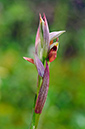 Serapias_parviflora_LP16M_17_Mallorca