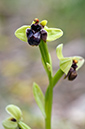 Ophrys_bombyliflora_LP16M_67_Mallorca