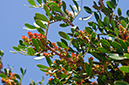 Pistacia_lentiscus_LP20M_37_Mallorca