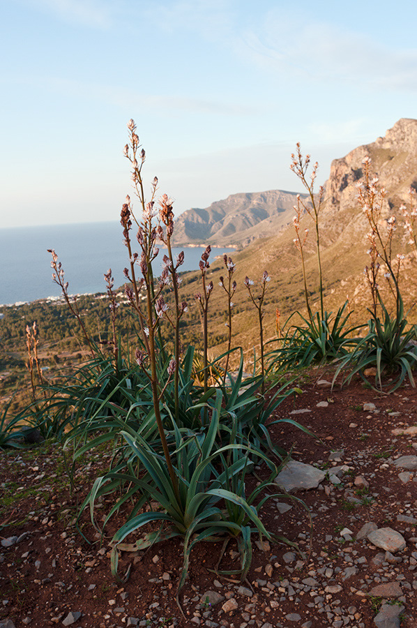 Asphodelus_aestivus_LP01M_50_Mallorca